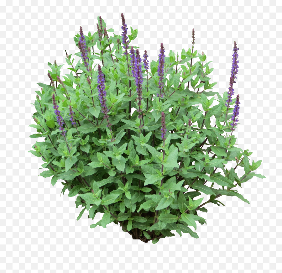 Bush Purple Png Transparent Background - Transparent Butterfly Bush Png,Lavendar Bush Icon