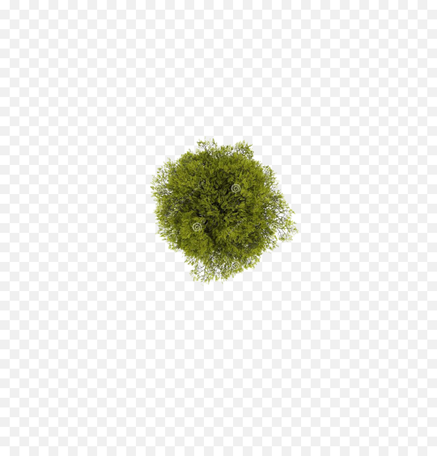 Tree From Above - Arbol Png En Planta,Tree From Above Png