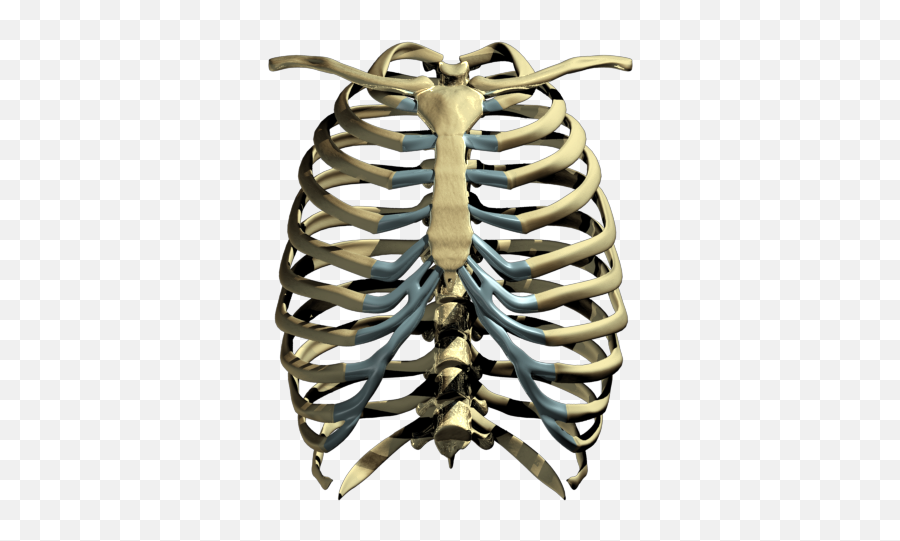 Rib Cage Png Image All - Transparent Rib Cage Png,Cage Png