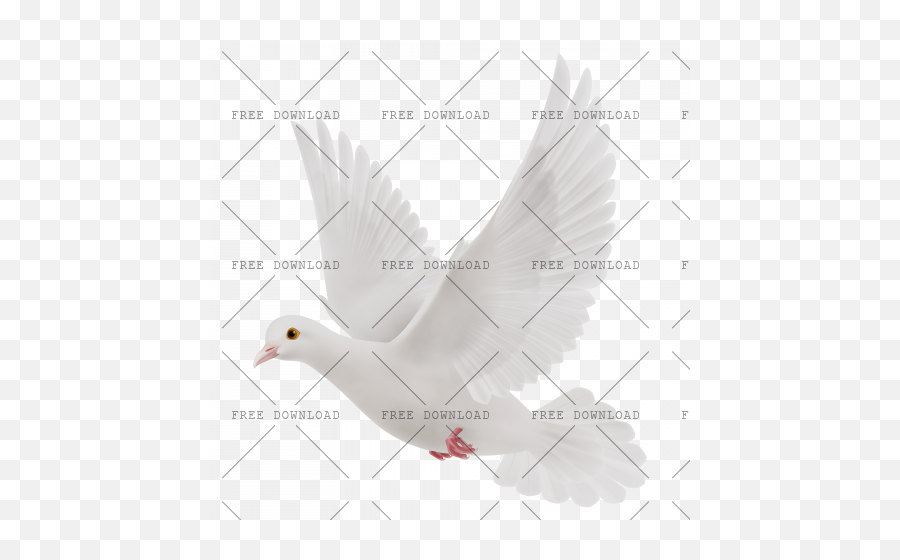 Dove Bird Png Image With Transparent - Stock Dove,Dove Transparent