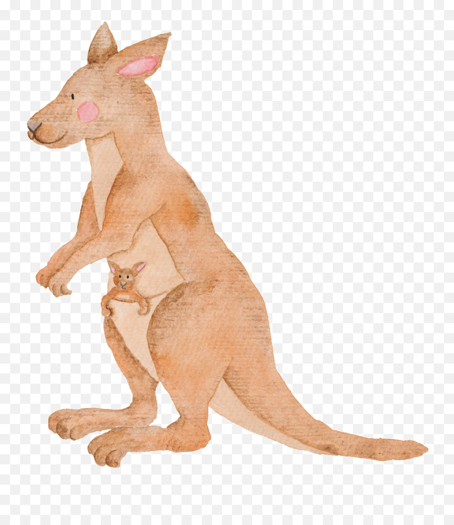Hand Painted Kangaroo Transparent - Australian Animals Watercolor Png,Kangaroo Transparent Background