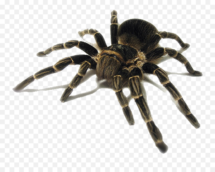 Cat Spider Insect Pest Tarantula - Tarantula Spider Png,Spider Transparent