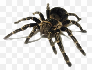 Cat Spider Insect Pest Tarantula - Png