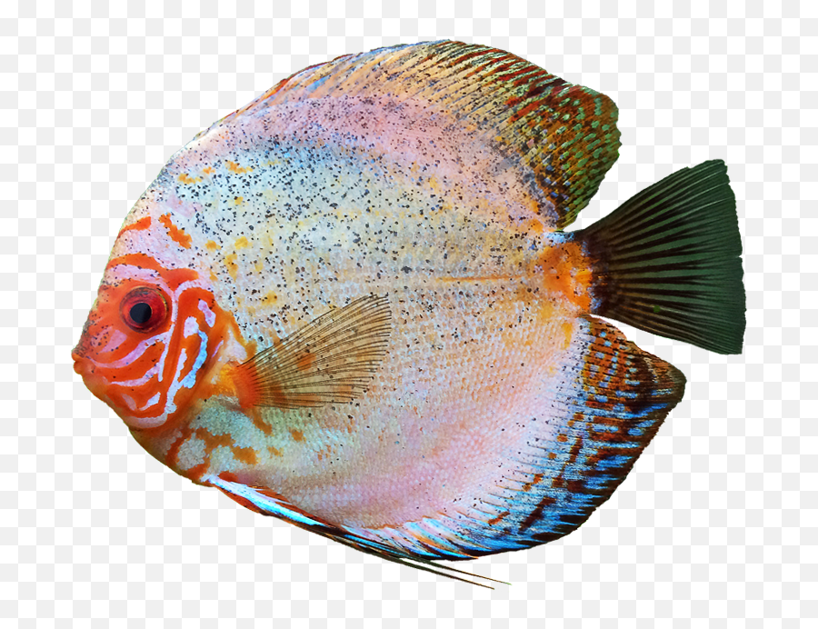 Discus Fish Png Free - Transparent Background Transparent Fish,Fish Png