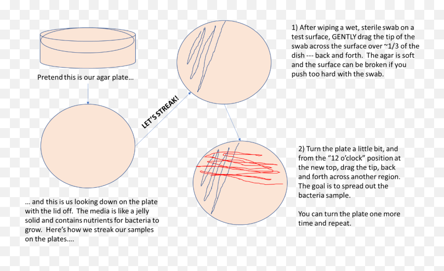 Science Fair Project Whatu0027s The Germiest Place In School - Diagram Png,Bacteria Transparent Background