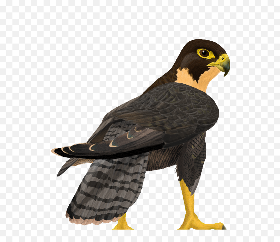 Download Falcon Free Png Image Hq - Transparent Peregrine Falcon Cartoon,Falcon Png