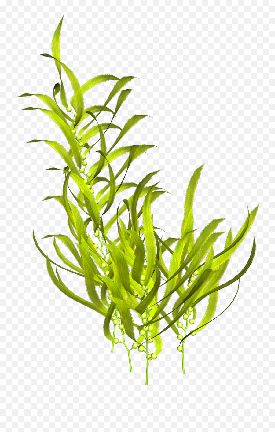 Seaweed Aquatic Plants Clip Art - Transparent Background Aquatic Plants Png,Seaweed Png