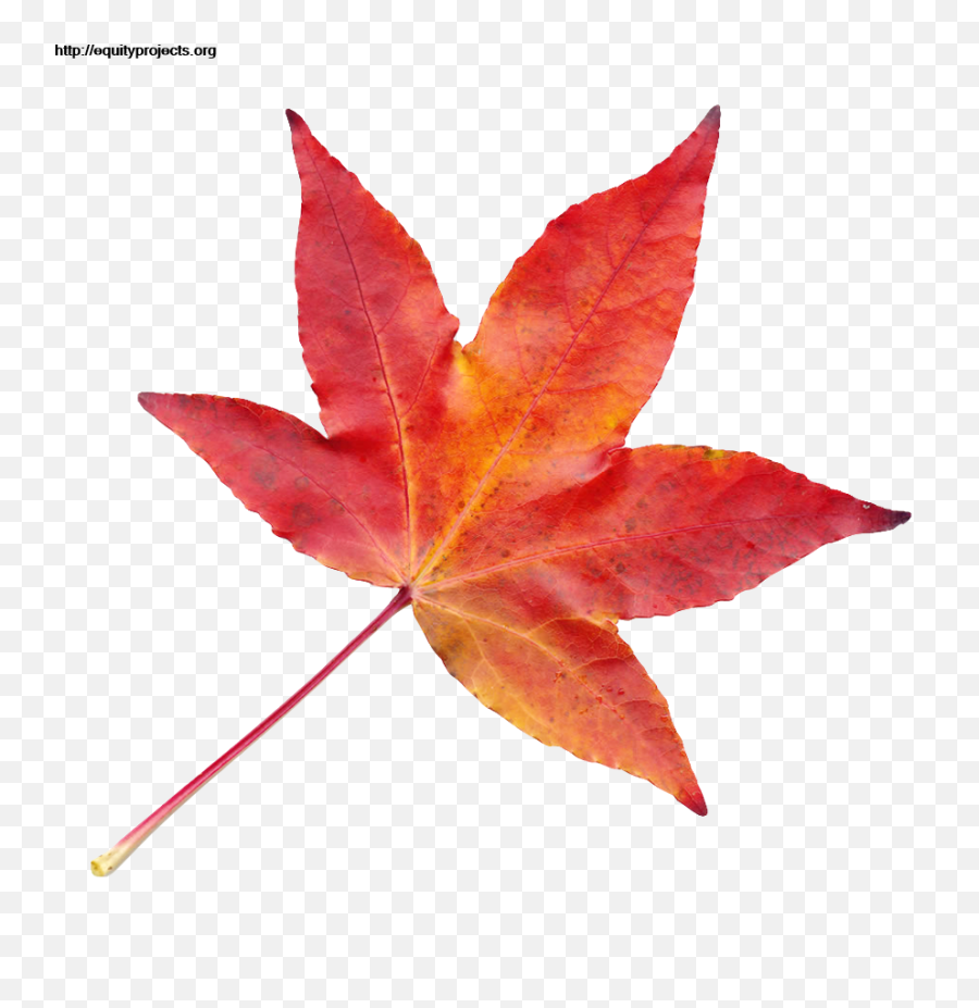 Autumn Leaf Png Transparent Image - Transparent Autumn Leaf,Maple Tree Png