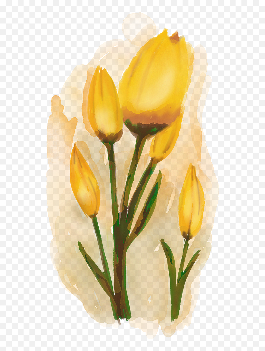 Tulips Watercolour Flowers Yellow - Free Image On Pixabay Png,Tulip Png