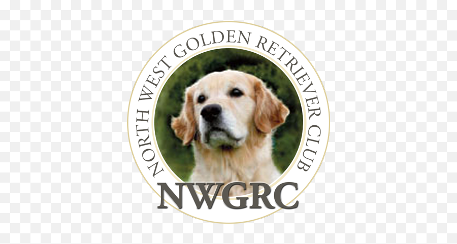 Home North West Golden Retriever Club - Golden Retriever Png,Golden Retriever Transparent