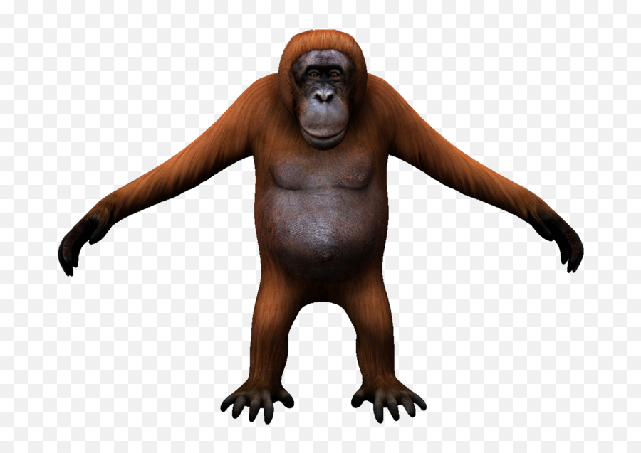 Download Hd Orangutan - Monkey Transparent Png Image Transparent Orangutan Png,Orangutan Png