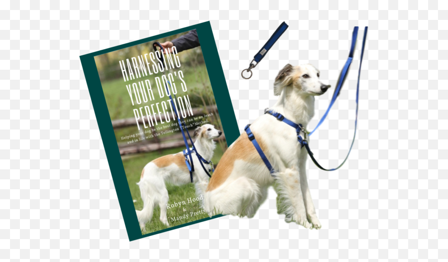 Ttouch Harness U2014 Active Pet Rehab - Companion Dog Png,Leash Png