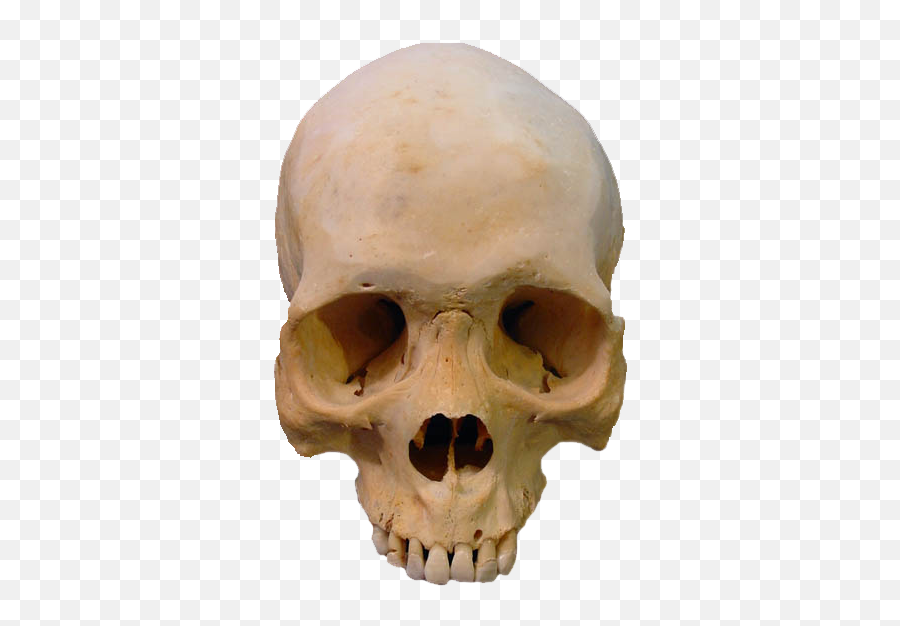 Skull Png Transparent - Human Skull Png,Skull Transparent