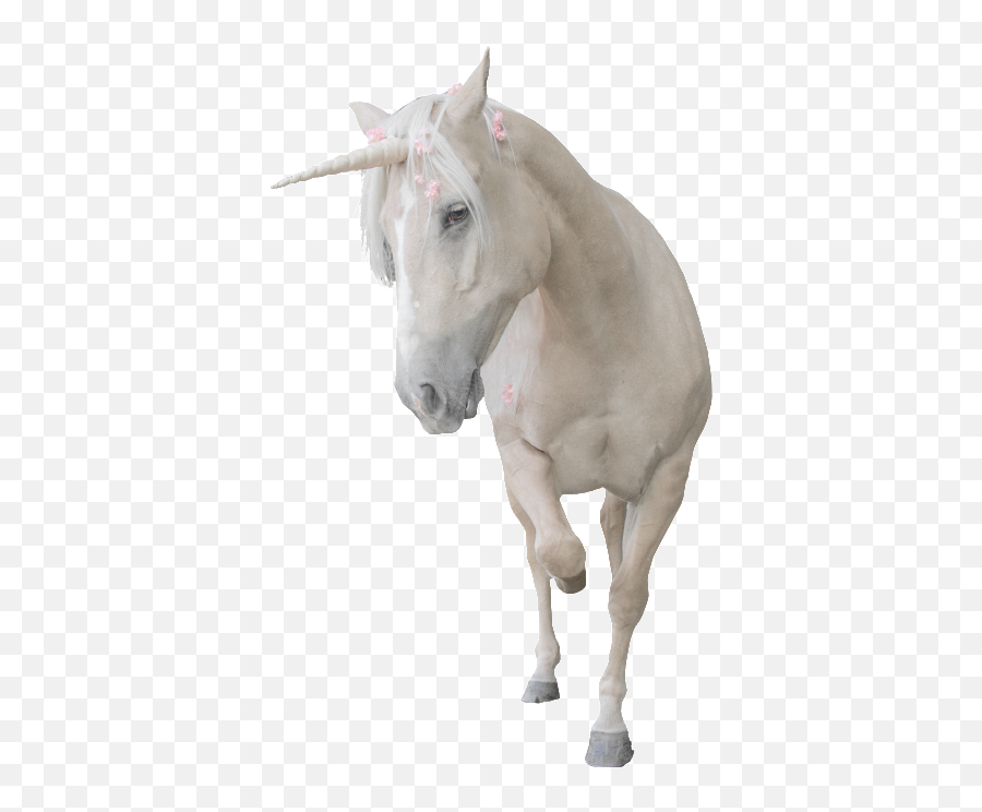 Download Unicorn Png Transparent That Is Running - White Unicorn Real Transparent Background Running,Running Transparent