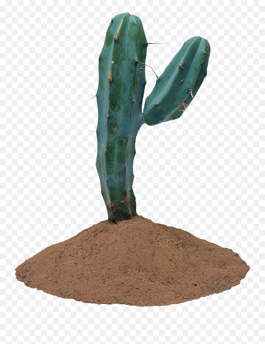 Cactus Png Image - Plantas Que Vivem No Deserto,Cactus Png