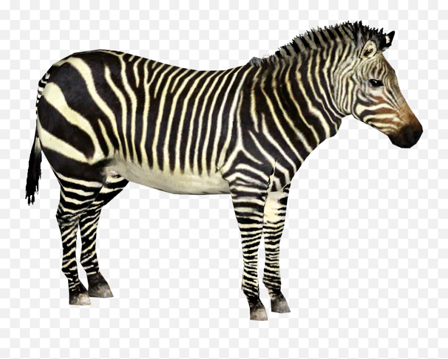 Download Hd Cape Mountain Zebra - Zoo Tycoon 2 Zebra Png,Zebra Png
