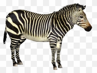 Download Hd Cape Mountain Zebra - Zoo Tycoon 2 Zebra Png,Zebra Png