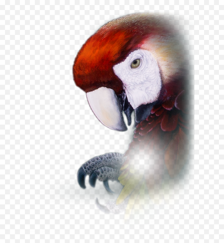 Parrot Repeater Pocket Watch - Macaw Png,Parrot Transparent