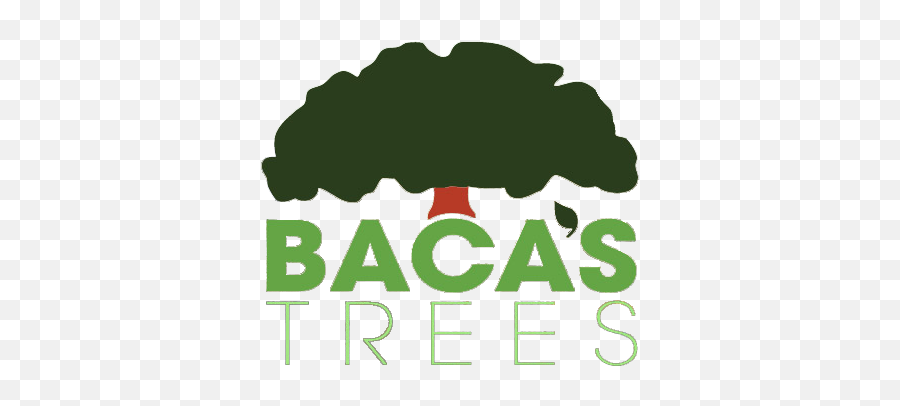 Home - Bacau0027s Trees Trees Png,Tree Logo Png