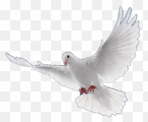 Dove Bird Pngs Png Lovelypngs Sticker By - Birds Png For Picsart,Doves Png