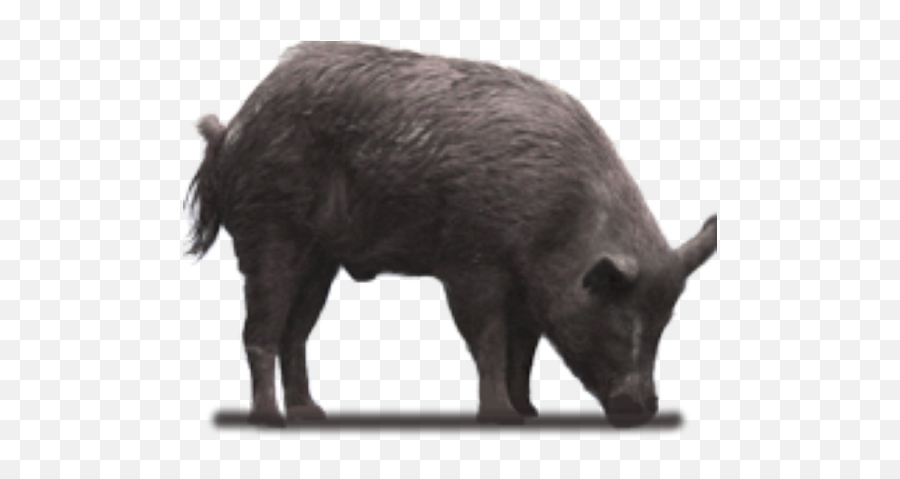 Next - Domestic Pig Png,Hog Png