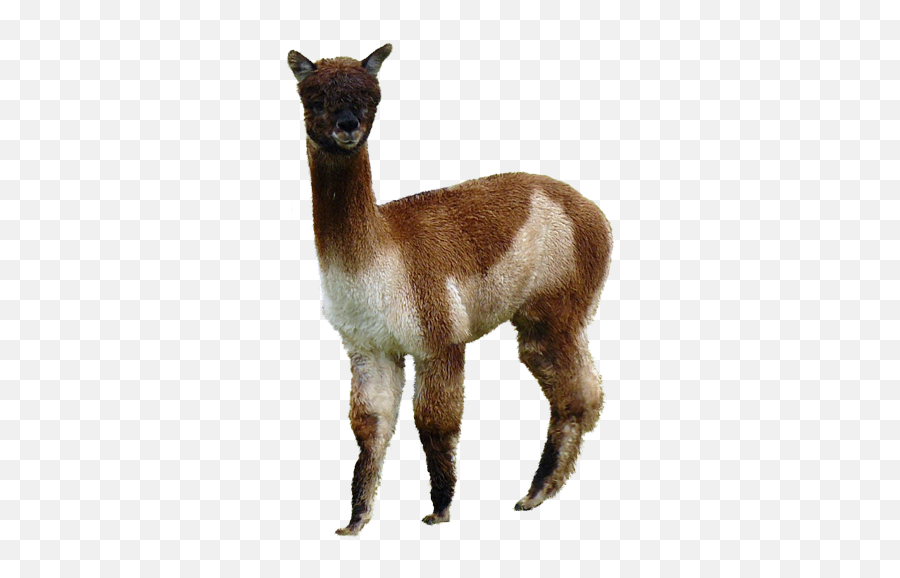 Transparent Alpaca Png Image With No - Brown Alpaca Png,Alpaca Png