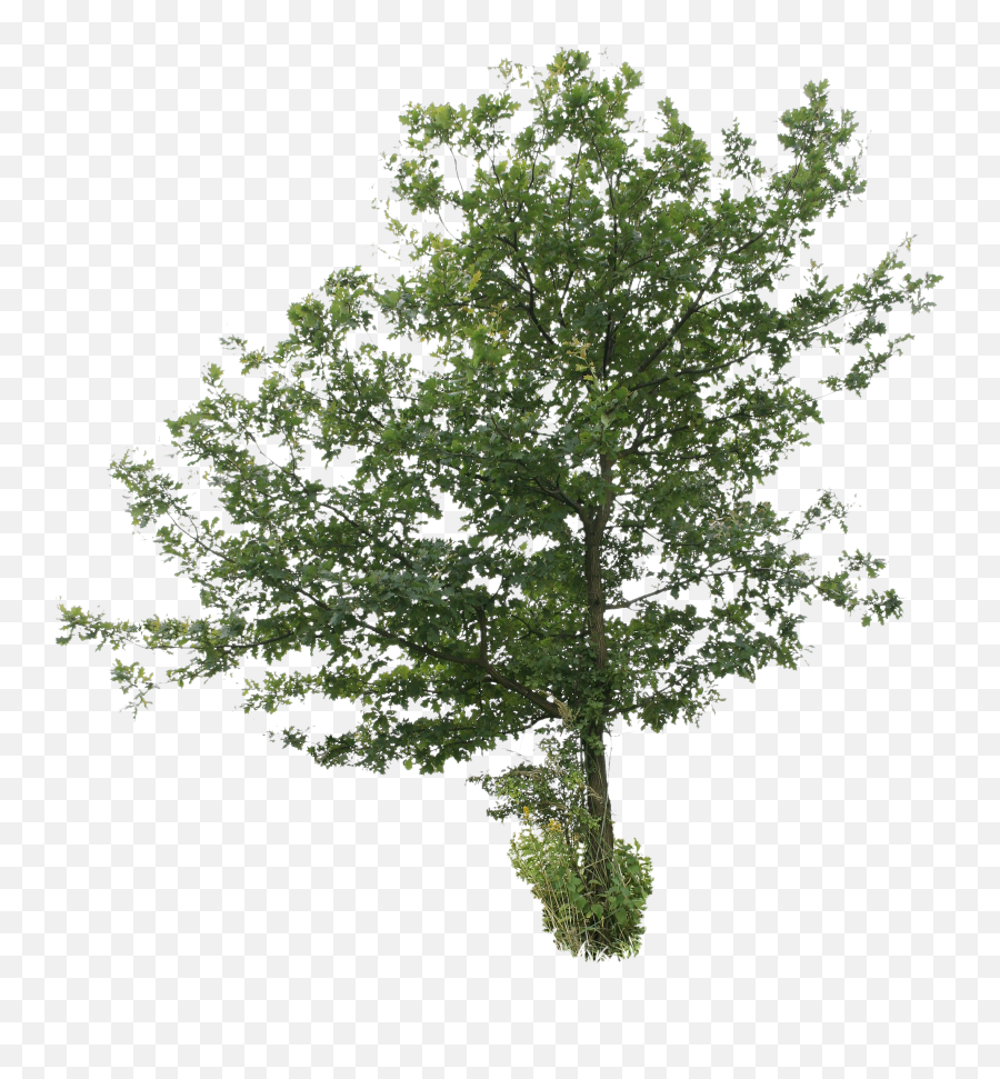 Cut Out Tree - 2d Tree Png,Cut Png