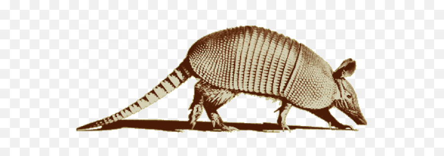 Armadillo Transparent Images U2013 Free Png Vector Psd - Armadillo,Armadillo Png