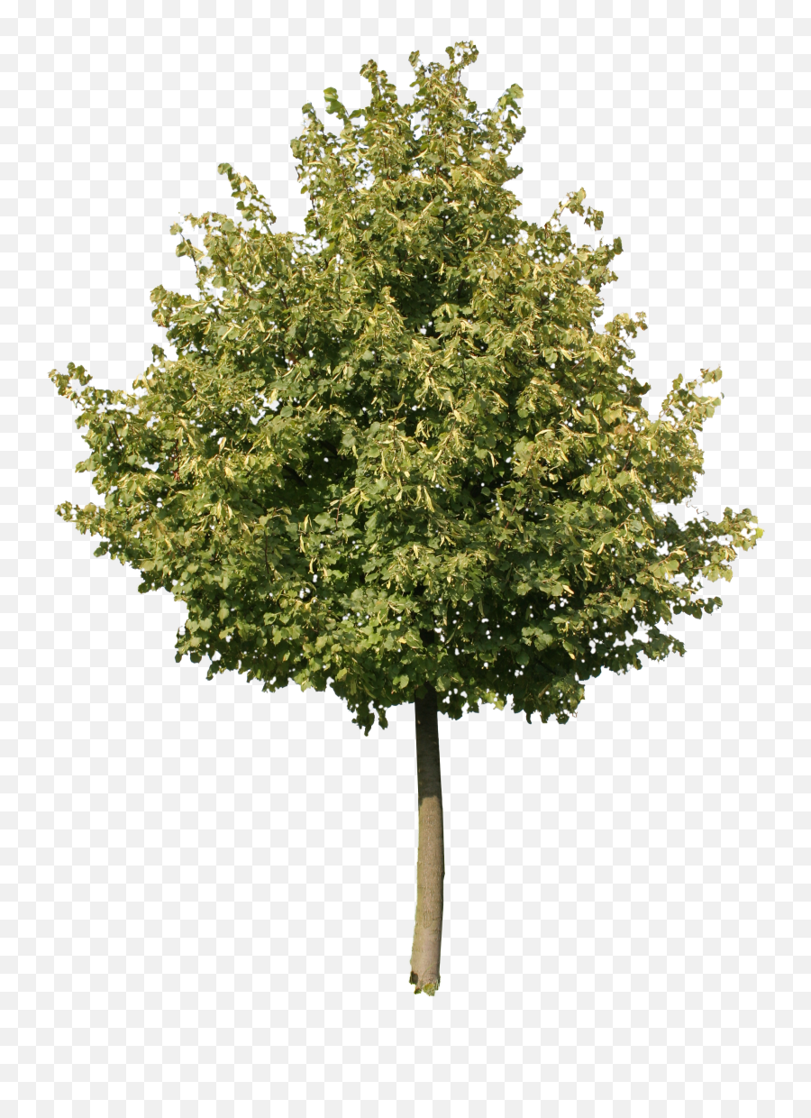 Download Hd Young Oak Tree Png - Transparent Background Olive Tree Png,Oak Tree Png