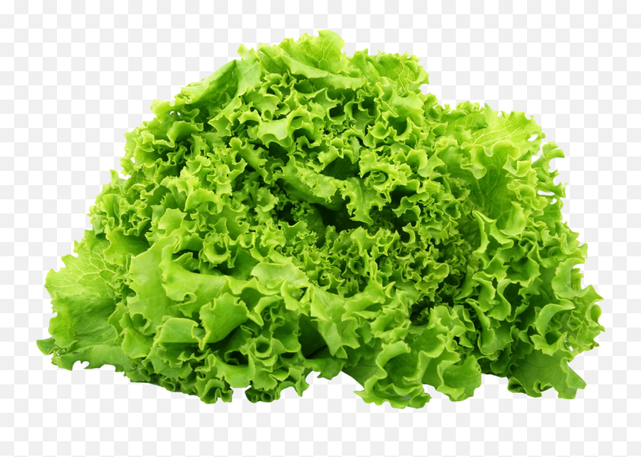 Green Lettuce Png Image For Free Download - Health Benefits Of Lettuce,Salad Png