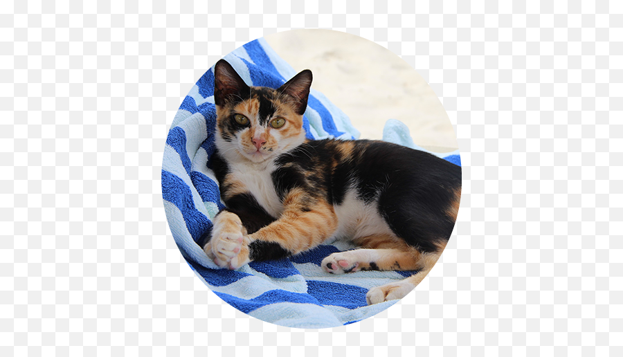 Veterinarians Macomb Michigan Pets Ahoy Animal Hospital - Calico Cat Png,Cat Paw Transparent