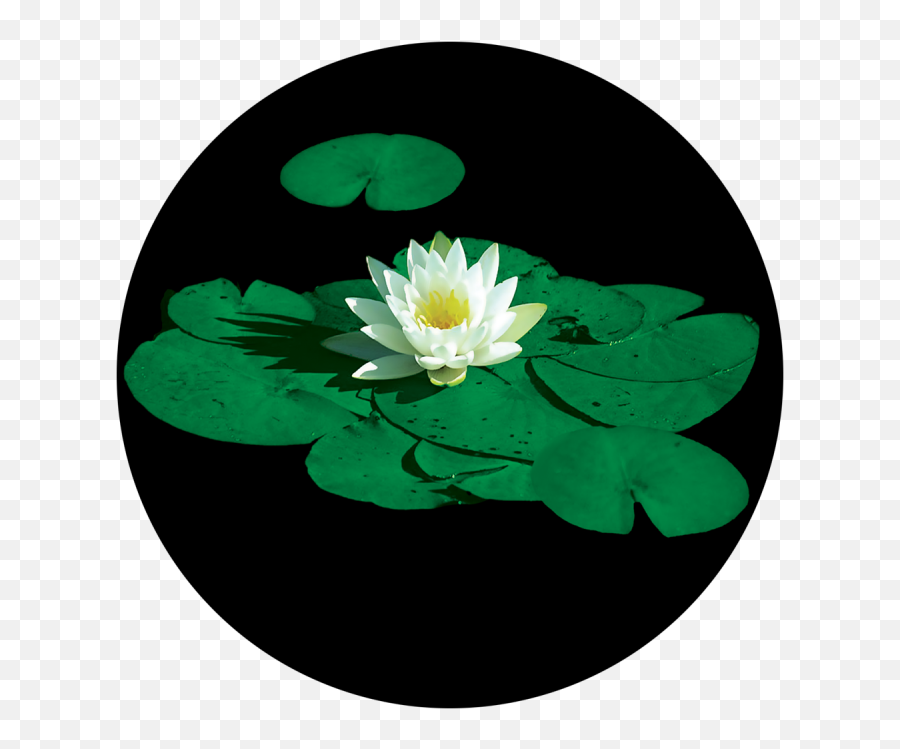 Stunning Lily Pad - Lily Pad Flower Png,Lily Pad Png