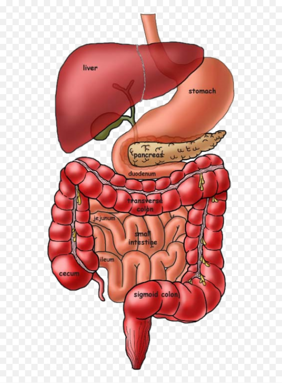 Digestive System Png Transparent Images - Digestive System Transparent Background,Digestive System Png