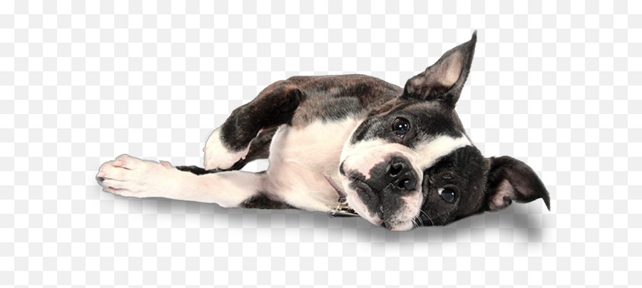 Graphic Black And White Library Puppies - Cool Boston Terrier Png,Boston Terrier Png