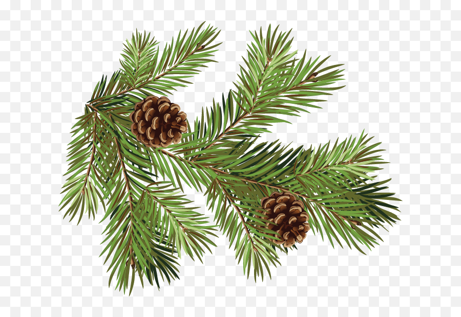 Download Pine Fir Conifer Cone Spruce Branch - Pine Cones Pine Branch With Pinecone Png,Pine Branch Png