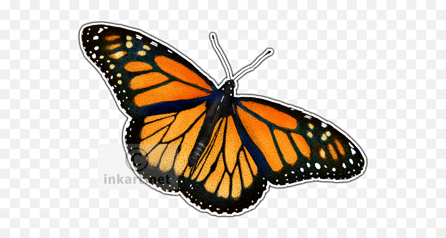 Monarch Butterfly Art Decal - Butterfly Infographic Png,Icon Viceroy