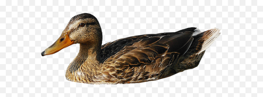Swimming Duck Png Transparent Image - Duck In Water Png,Duck Png