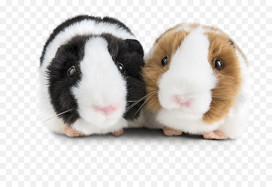 Guinea Pigs Png Images Transparent Background Play - Soft,Guinea Pig Icon