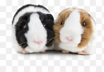Guinea Pigs Png Images Transparent Background Play - Soft,Guinea Pig Icon