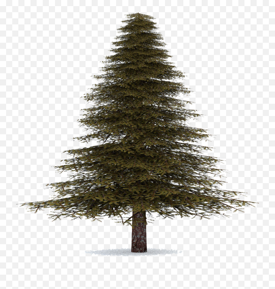 Download Fir Tree Transparent - Pine Tree No Background Png,Pine Tree Transparent Background