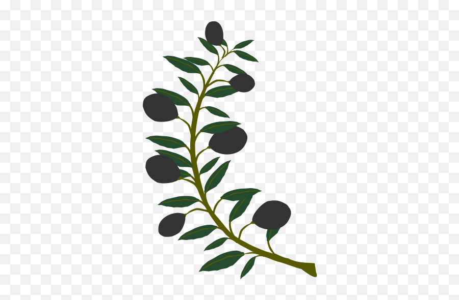 Download Vector - Olive Branch Black Olive Vectorpicker Olive Tree Symbol Athena Transparent Png,Olive Tree Png