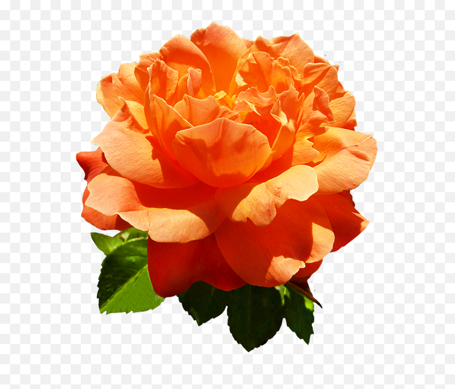 Beautiful Free Rose Clipart - Orange Flower Transparent Background Png,Real Flowers Png