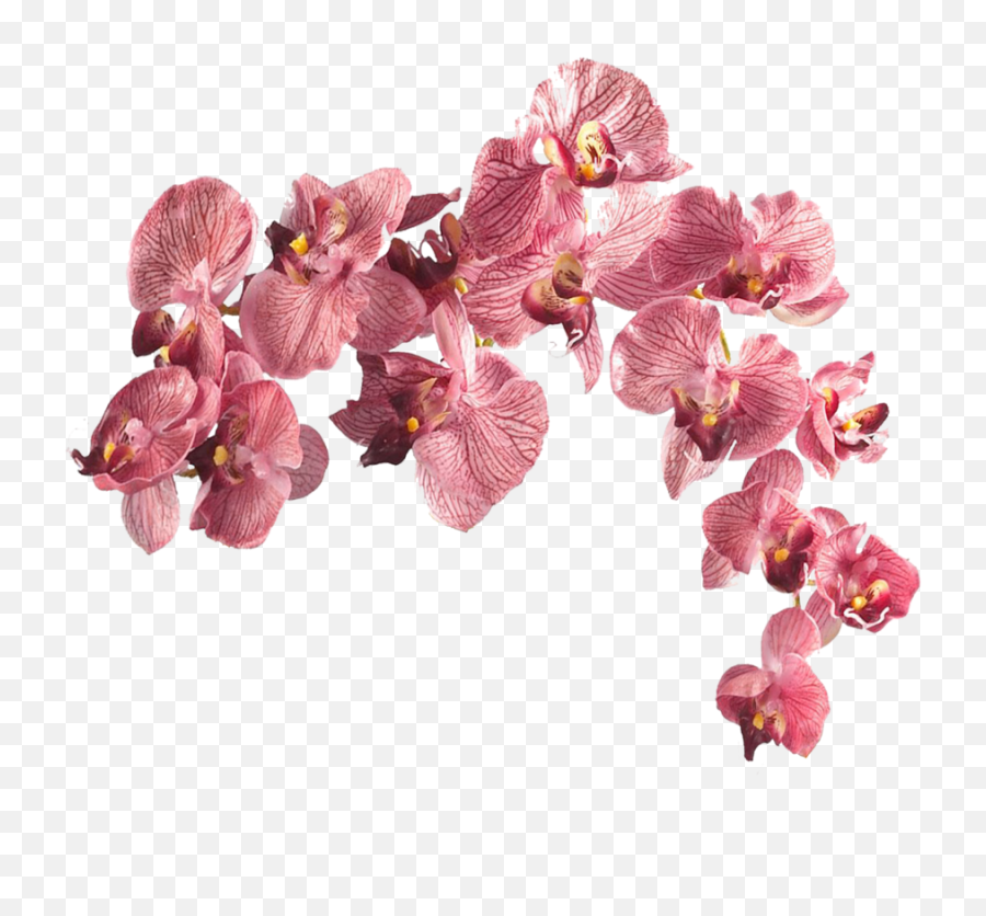 Flower Aesthetic Transparent Png - Transparent Flowers Png Aesthetic,Aesthetic Pngs