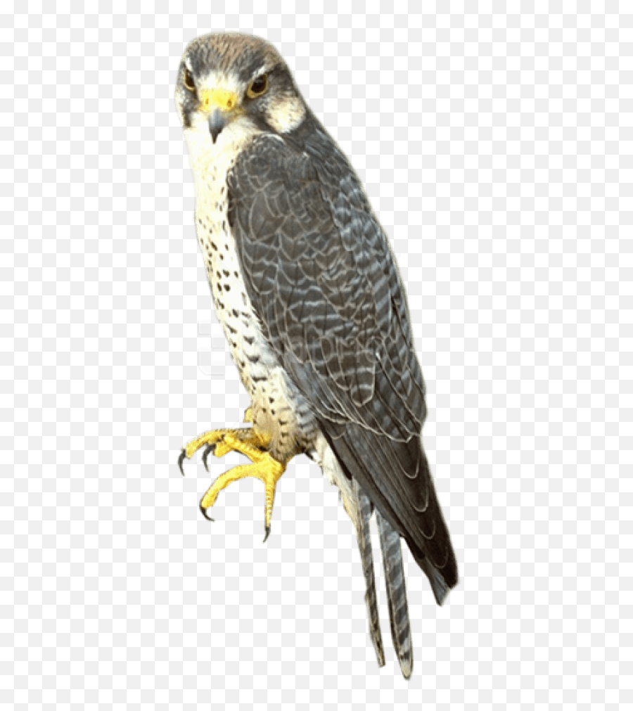 Free Png Falcon Images Transparent - Transparent Background Peregrine Falcon Falcon Png,Falcon Png