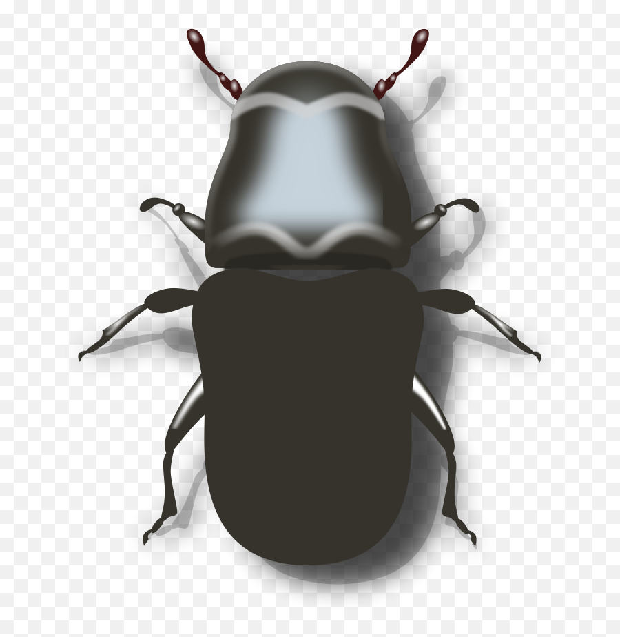 Beetle Clipart Png File Tag List - Mountain Pine Beetle Drawing,Beetle Png