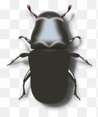 Beetle Clipart Png File Tag List - Mountain Pine Beetle Drawing,Beetle Png