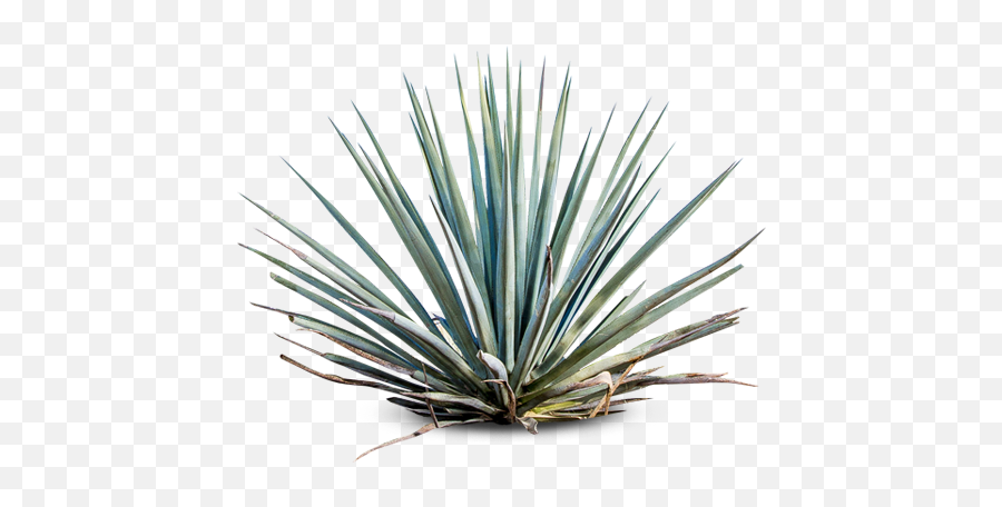 High - Agave Azul Png,Agave Png