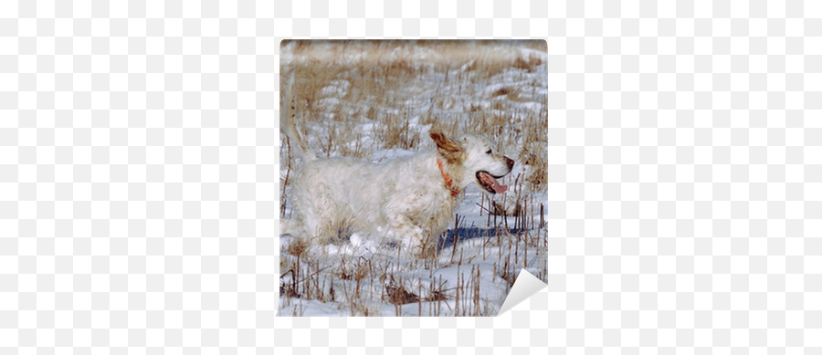 Happy Dog Pet Running Hunting In Snow Tall Grass Wall Mural U2022 Pixers - We Live To Change Dingo Png,Tall Grass Png