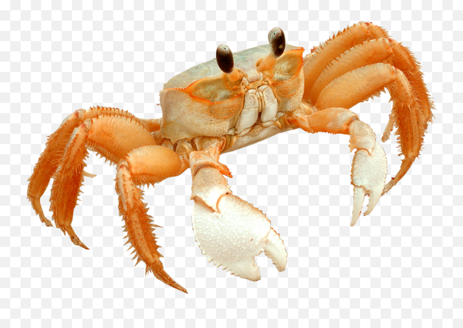 Transparent Crab Beach - Freshwater Crab Transparent Beach Crab Png,Crabs Png