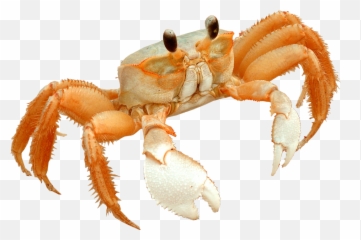 Transparent Crab Beach - Freshwater Crab Transparent Beach Crab Png,Crabs Png